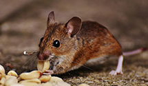 24 Hour & Emergency Exterminators in Parsonsburg, MD
